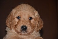 CHIOT