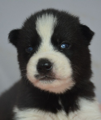 CHIOT 1