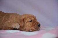 CHIOT