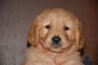 CHIOT