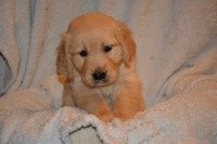 CHIOT