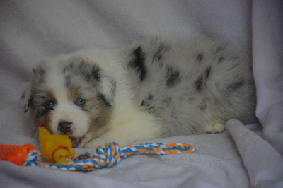 CHIOT 1