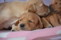 CHIOT