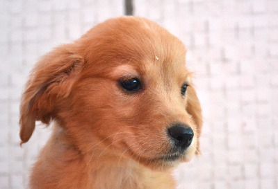 CHIOT 5