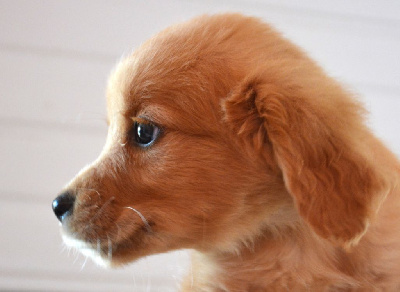 CHIOT 3