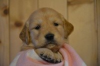 CHIOT
