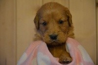 CHIOT