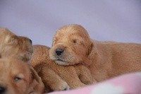 CHIOT