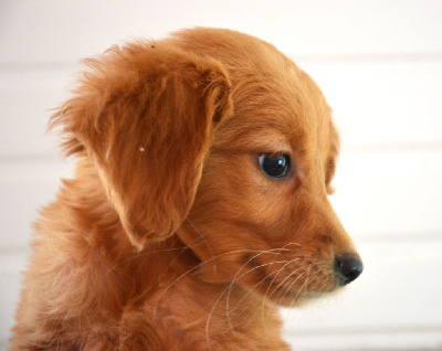 CHIOT 4