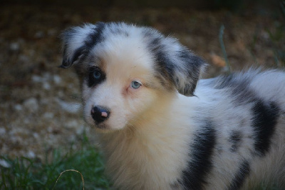 CHIOT 1