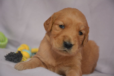 CHIOT 2