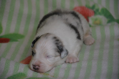 CHIOT 2