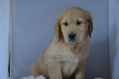 CHIOT 3