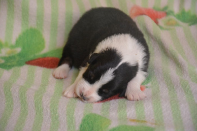 CHIOT 6