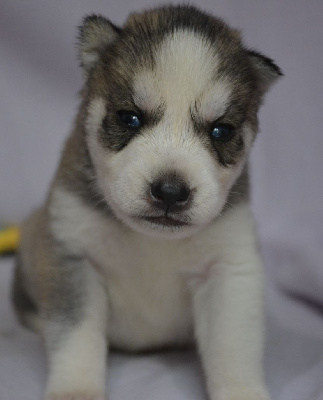 CHIOT 2