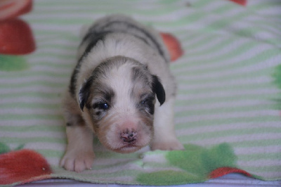 CHIOT 3