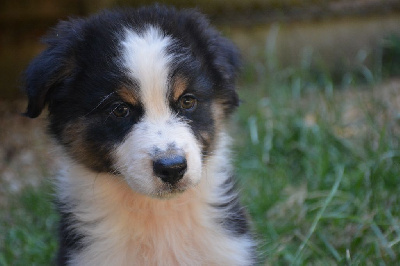 CHIOT 4