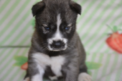 CHIOT 3