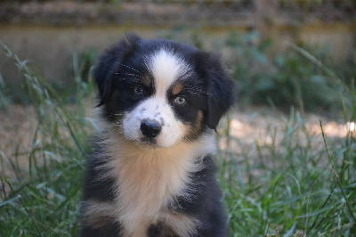 CHIOT 2
