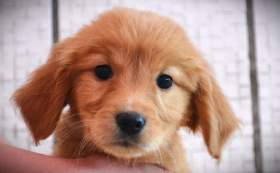 CHIOT 1