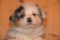 CHIOT