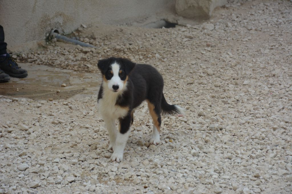 du Domaine D'Eily - Chiots disponibles - Berger Australien