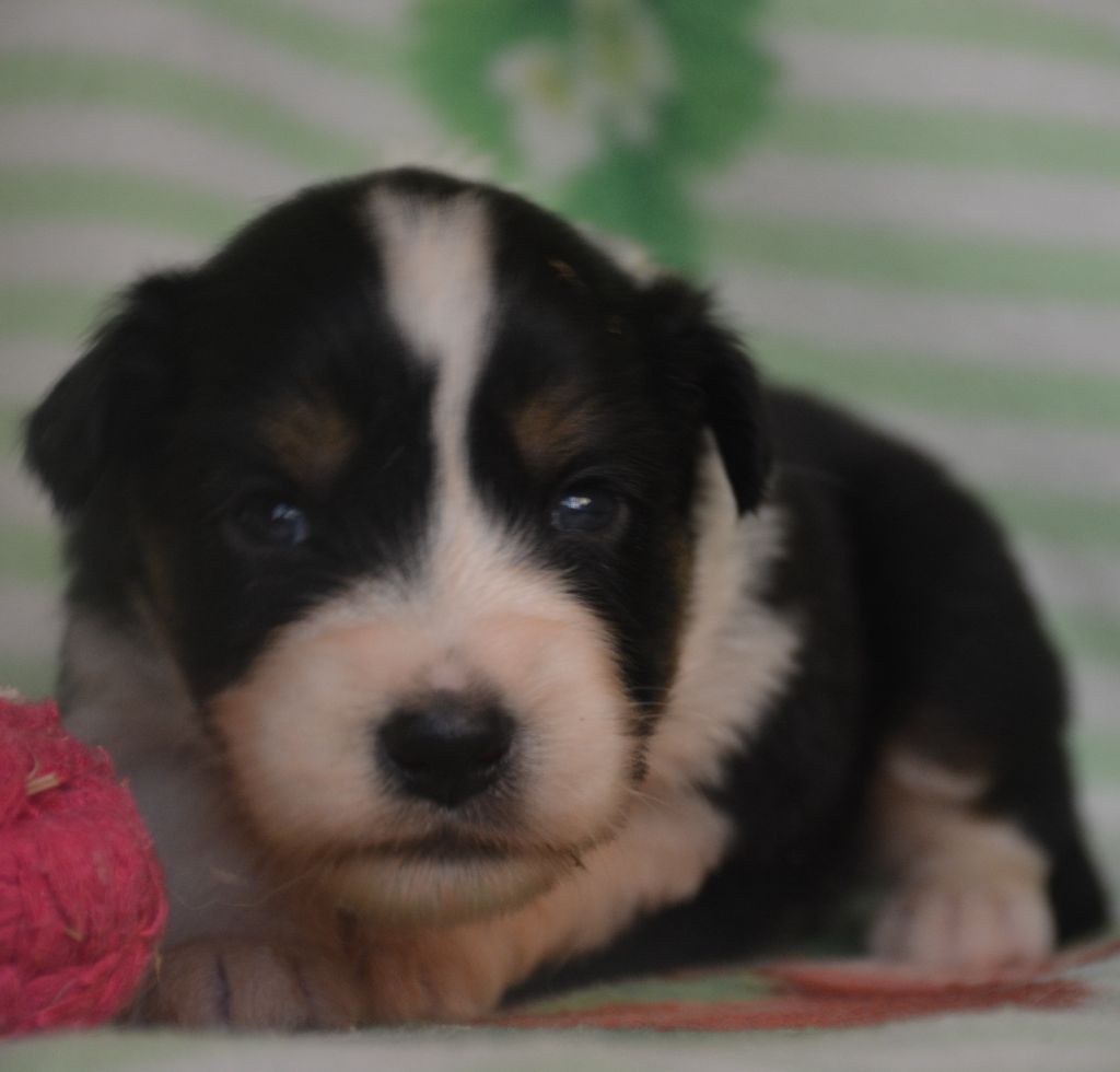 du Domaine D'Eily - Chiots disponibles - Berger Australien