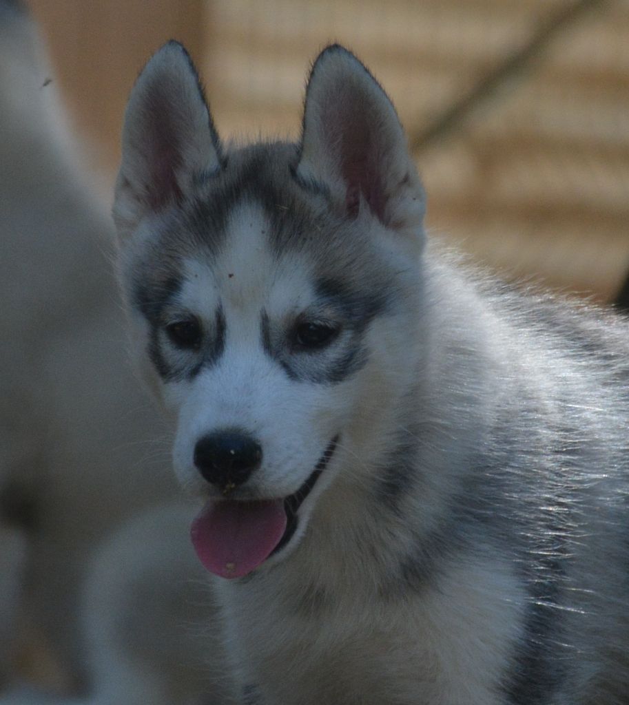 du Domaine D'Eily - Chiots disponibles - Siberian Husky