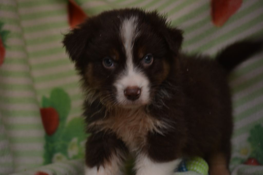 du Domaine D'Eily - Chiots disponibles - Berger Australien