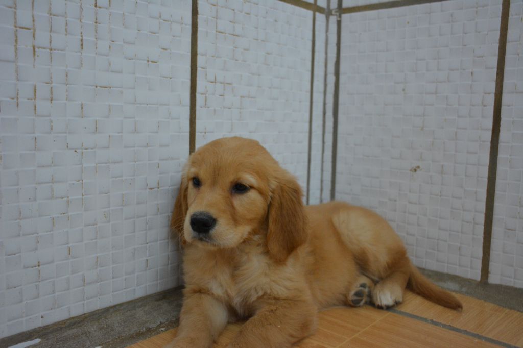 du Domaine D'Eily - Chiots disponibles - Golden Retriever
