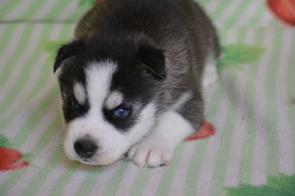 du Domaine D'Eily - Chiots disponibles - Siberian Husky
