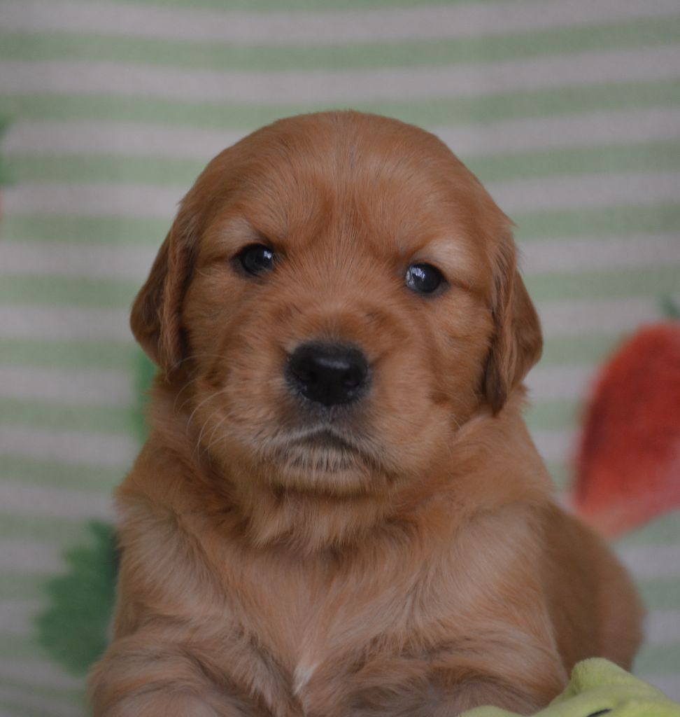 du Domaine D'Eily - Chiots disponibles - Golden Retriever
