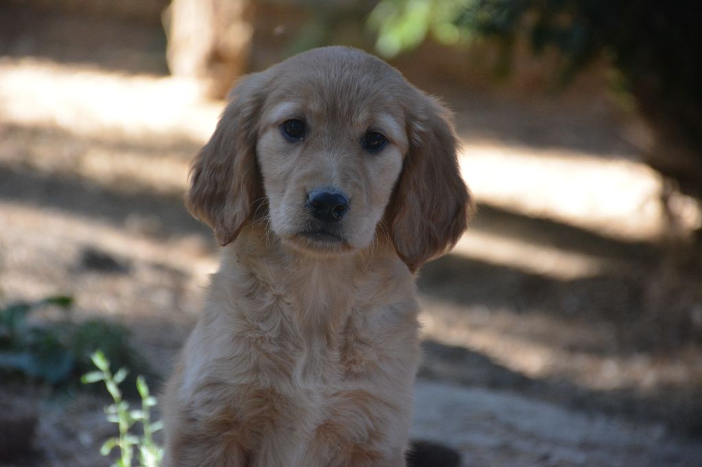 CHIOT 5