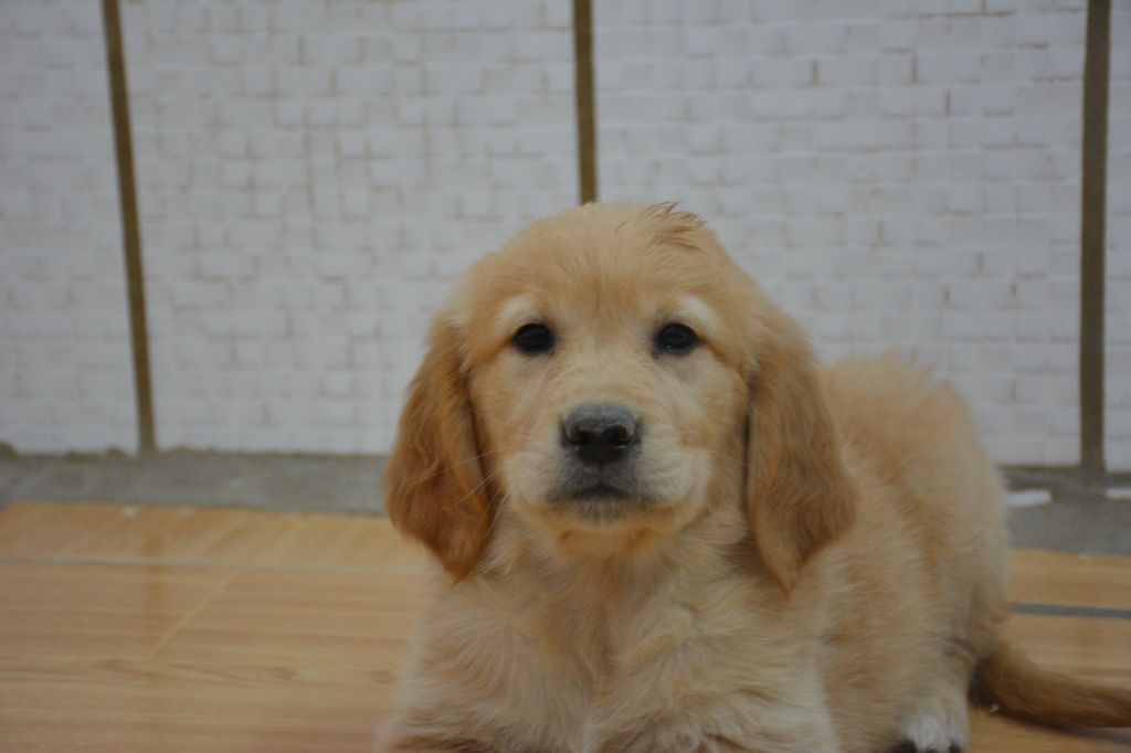 du Domaine D'Eily - Chiots disponibles - Golden Retriever