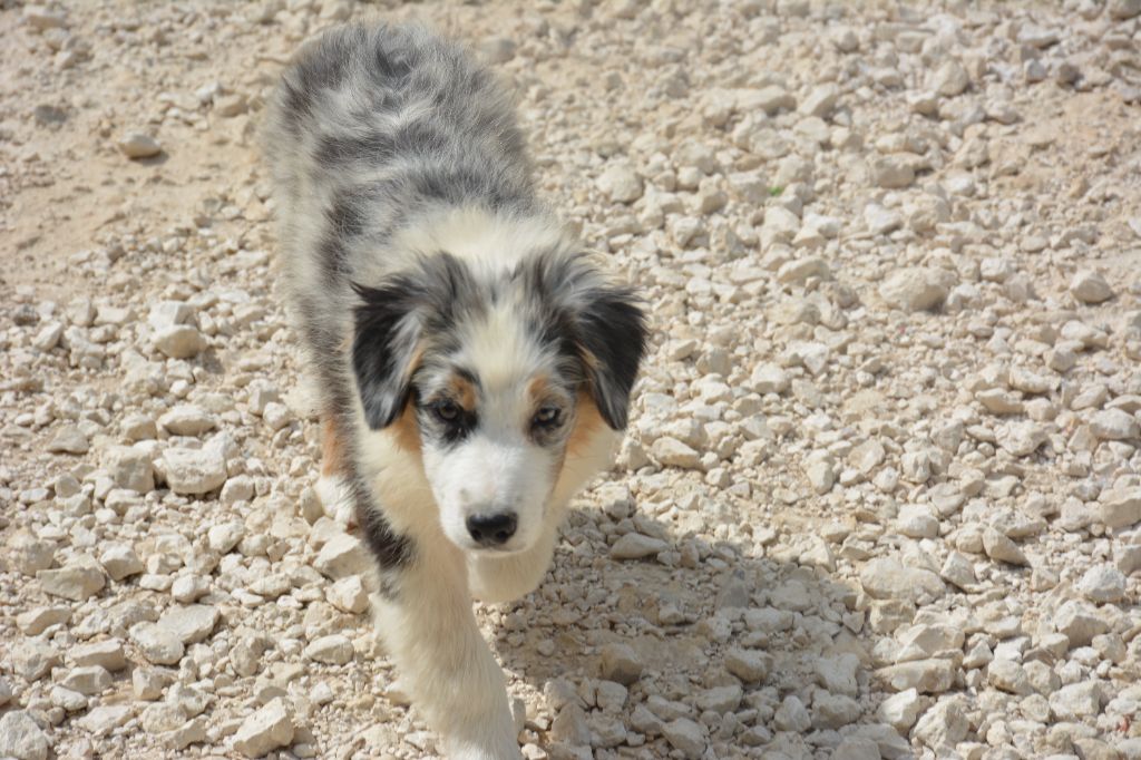 du Domaine D'Eily - Chiots disponibles - Berger Australien