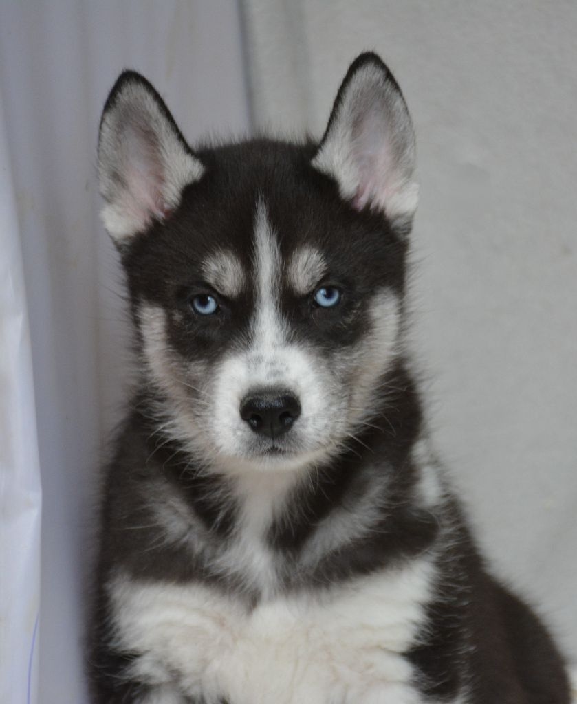 du Domaine D'Eily - Chiots disponibles - Siberian Husky