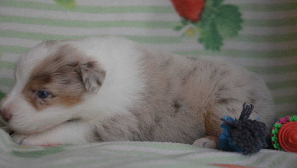 du Domaine D'Eily - Chiots disponibles - Berger Australien