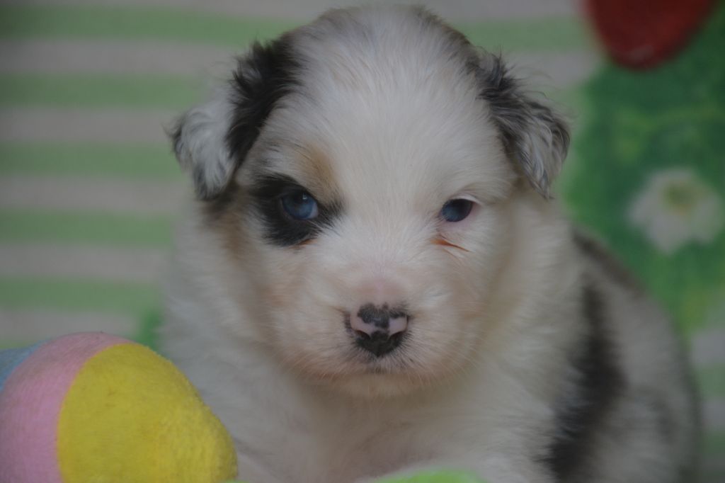 du Domaine D'Eily - Chiots disponibles - Berger Australien