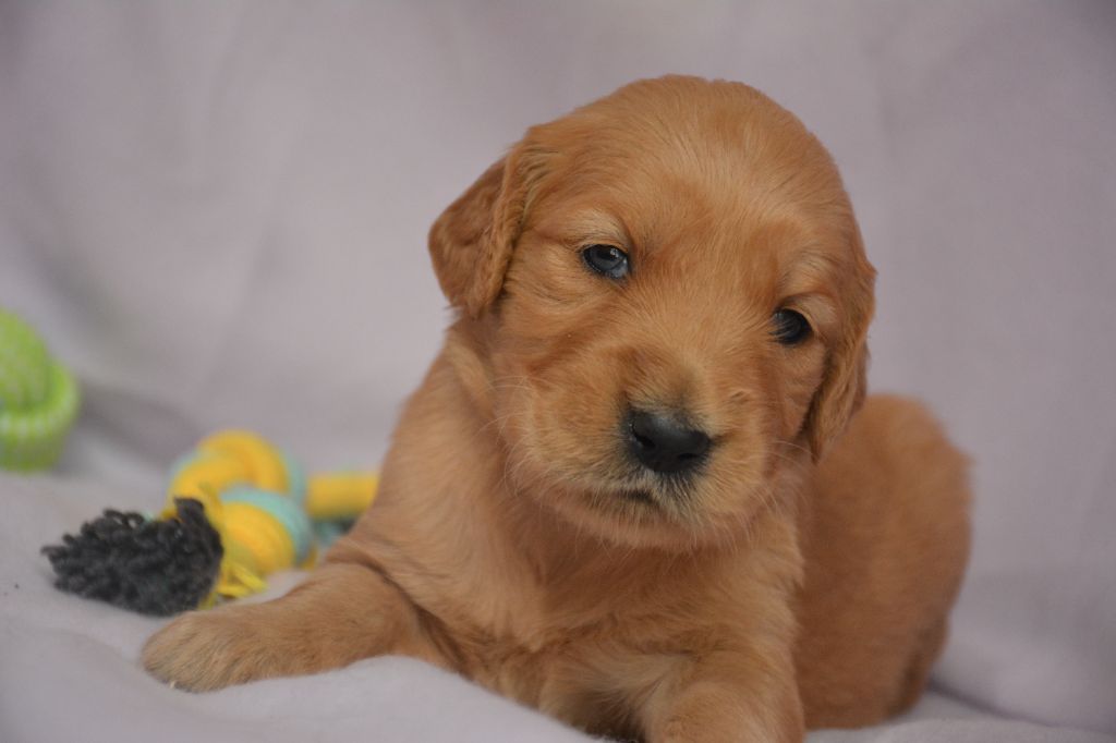 du Domaine D'Eily - Chiots disponibles - Golden Retriever