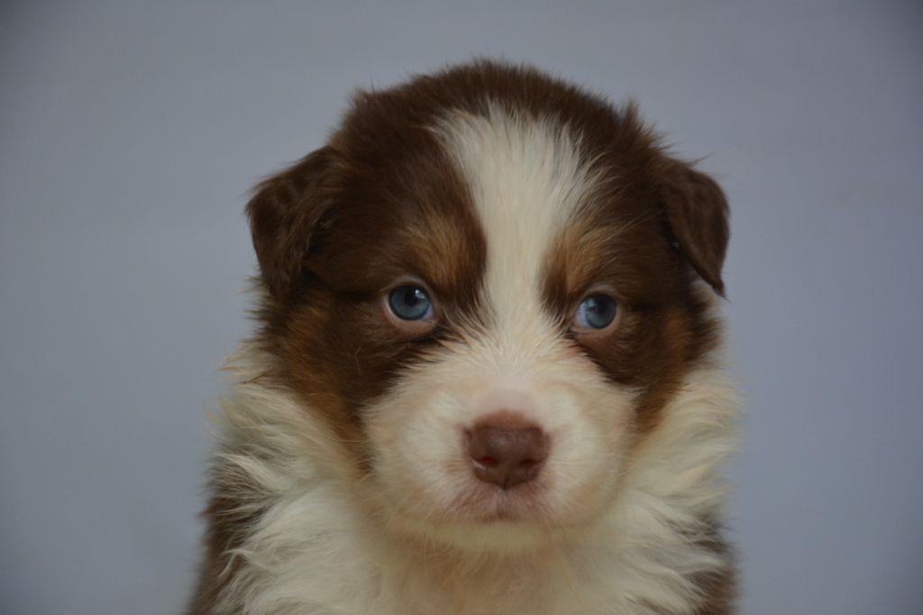 CHIOT
