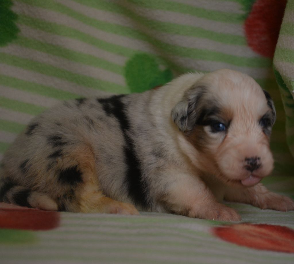 du Domaine D'Eily - Chiots disponibles - Berger Australien