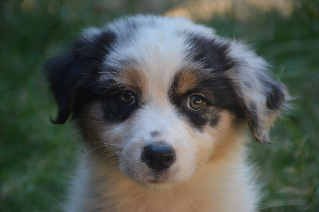 du Domaine D'Eily - Chiots disponibles - Berger Australien