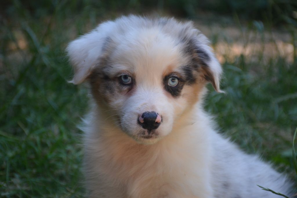 du Domaine D'Eily - Chiots disponibles - Berger Australien