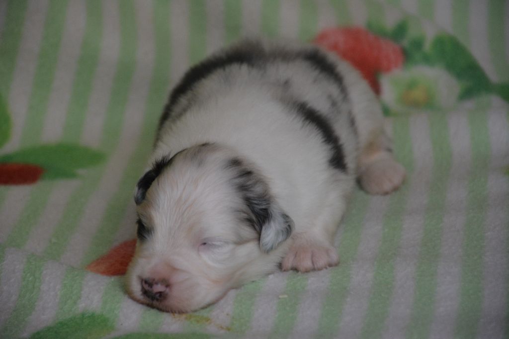 du Domaine D'Eily - Chiots disponibles - Berger Australien