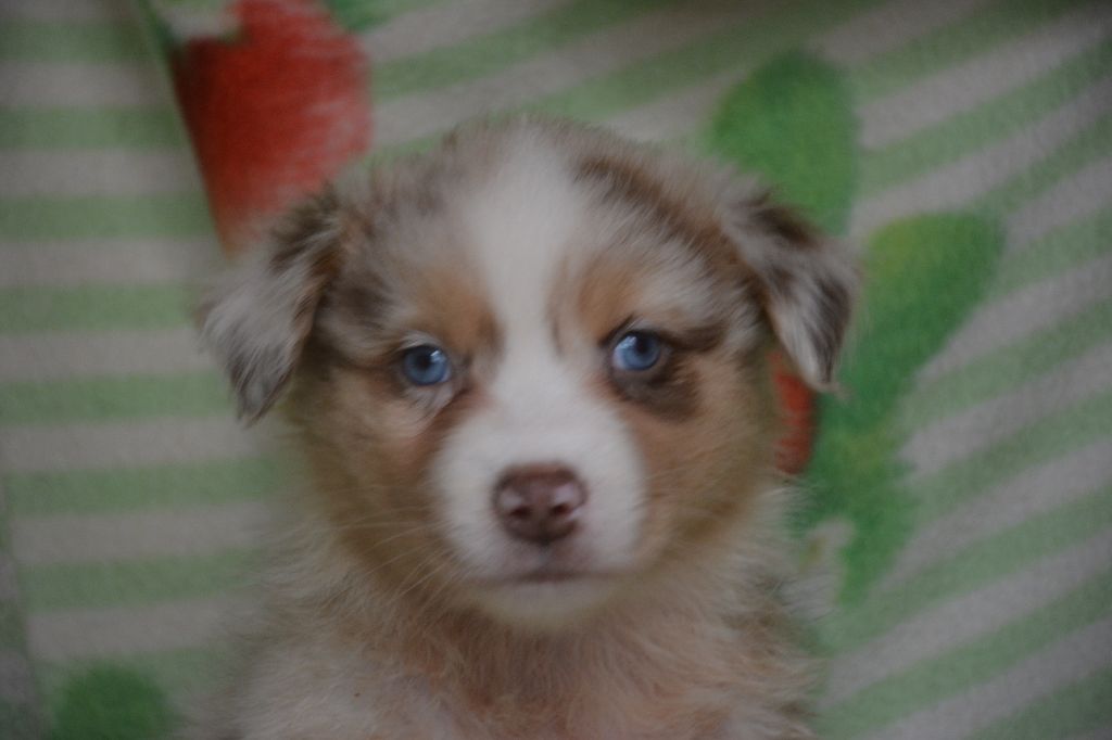 du Domaine D'Eily - Chiots disponibles - Berger Australien