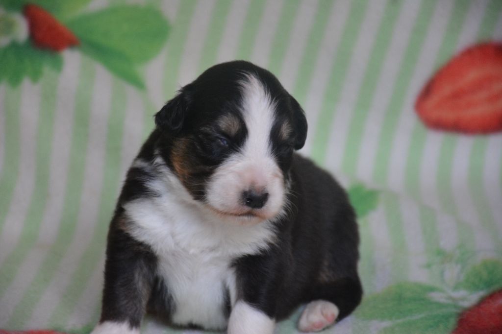 du Domaine D'Eily - Chiots disponibles - Berger Australien