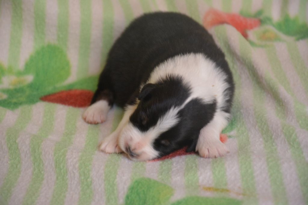 du Domaine D'Eily - Chiots disponibles - Berger Australien