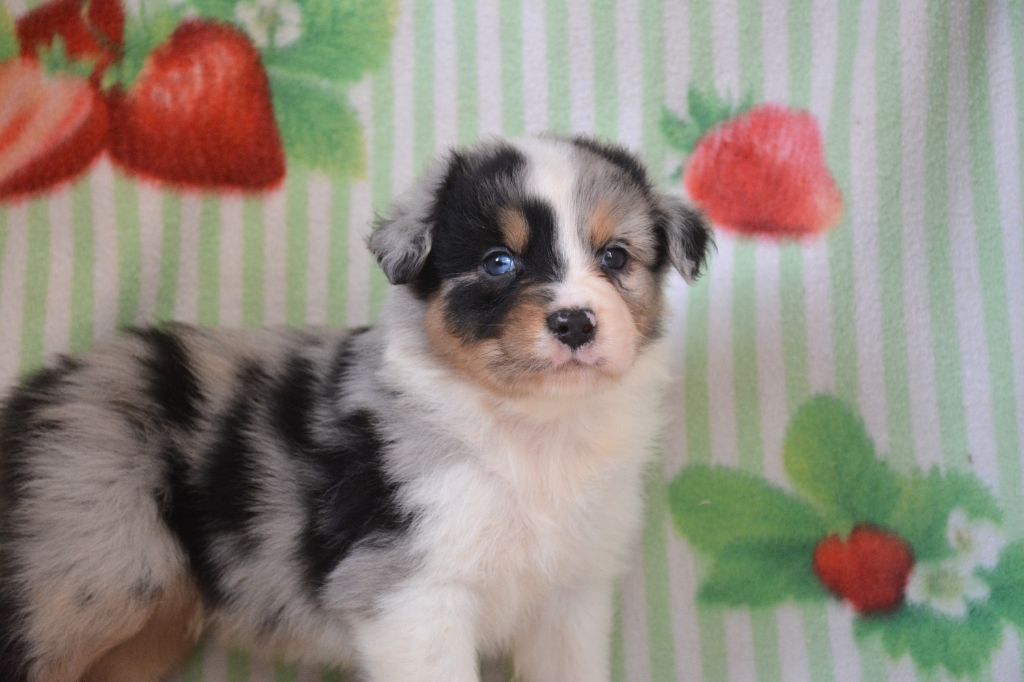 CHIOT 3