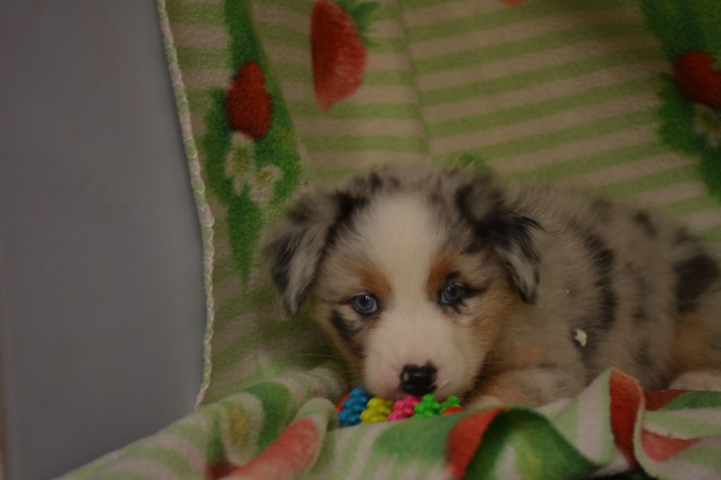 du Domaine D'Eily - Chiots disponibles - Berger Australien