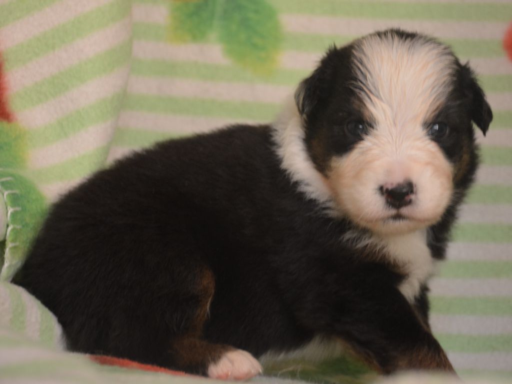 du Domaine D'Eily - Chiots disponibles - Berger Australien